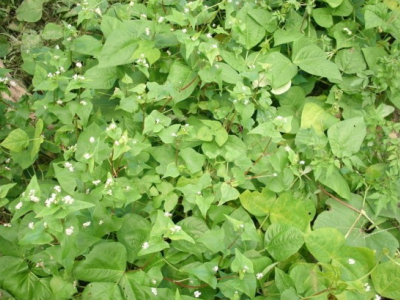 芥麥江蘇可以種植嗎？