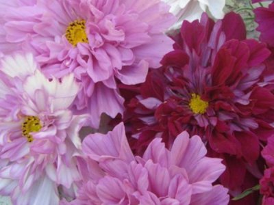 格桑花八月可播種嗎？
