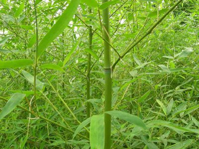 夏天移栽竹子能活嗎？