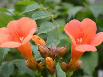 凌霄花老樁容易活嗎？