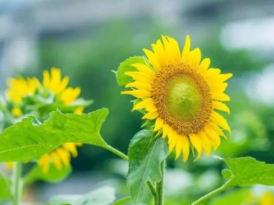 向日葵六月能種植嗎？