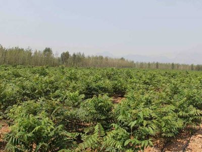 這季節可以種香椿籽嗎？