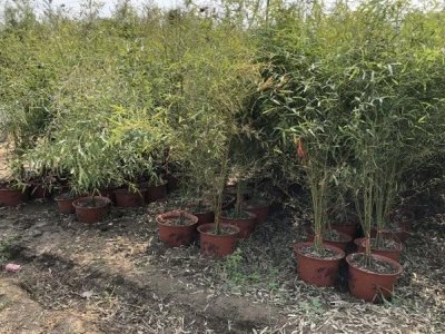 竹子在河北可以種植嗎？