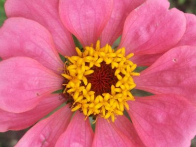波斯菊開完花會死嗎？