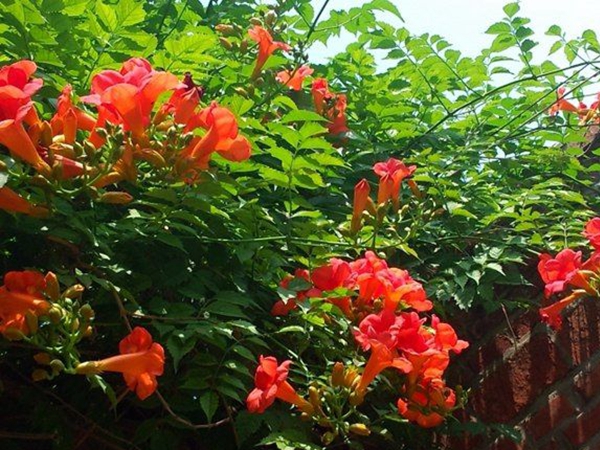 1649671792629262.jpg 凌霄花3.jpg
