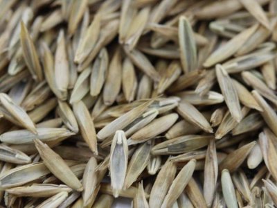 六月可以種植高羊茅嗎？
