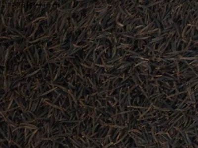格桑花可以種在家里嗎？