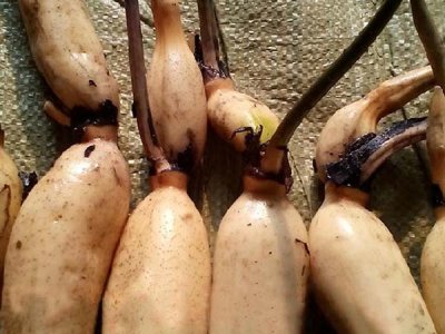 6月份種荷花能開花嗎？