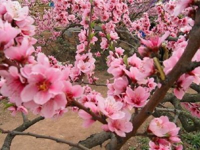 福建可以種植桃子嗎？