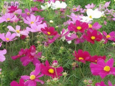 格桑花又叫波斯菊嗎？