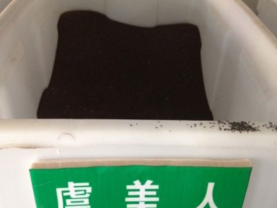 虞美人可以在北方養嗎？