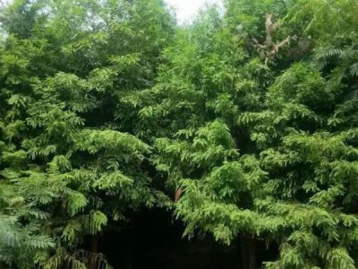 水杉樹北方能種植嗎？