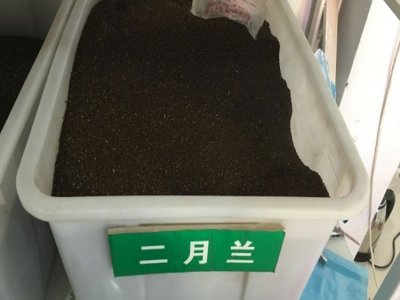 二月蘭是多年生植物嗎？