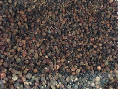 七月種玫瑰花枝能活嗎？