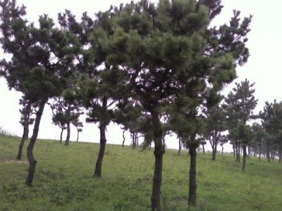 黑松夏天可以栽活嗎？