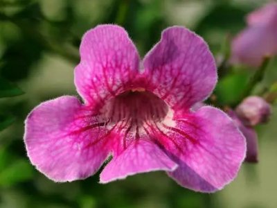 凌霄花移盆后容易活嗎？