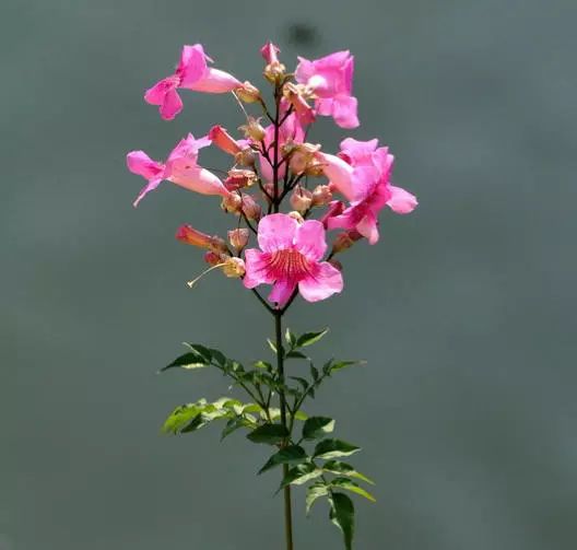 1649750506299682.jpg 凌霄花18.jpg