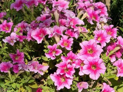 矮牽牛是宿根花卉嗎？
