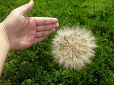 夏季可以種蒲公英嗎？