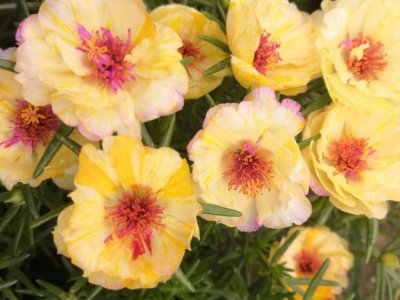 6月份能種太陽花嗎？