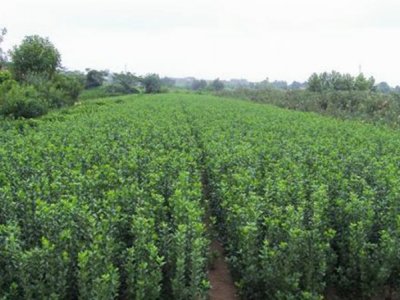 大葉黃楊是常綠植物嗎？