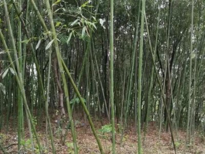 六月栽竹子成活率高嗎？