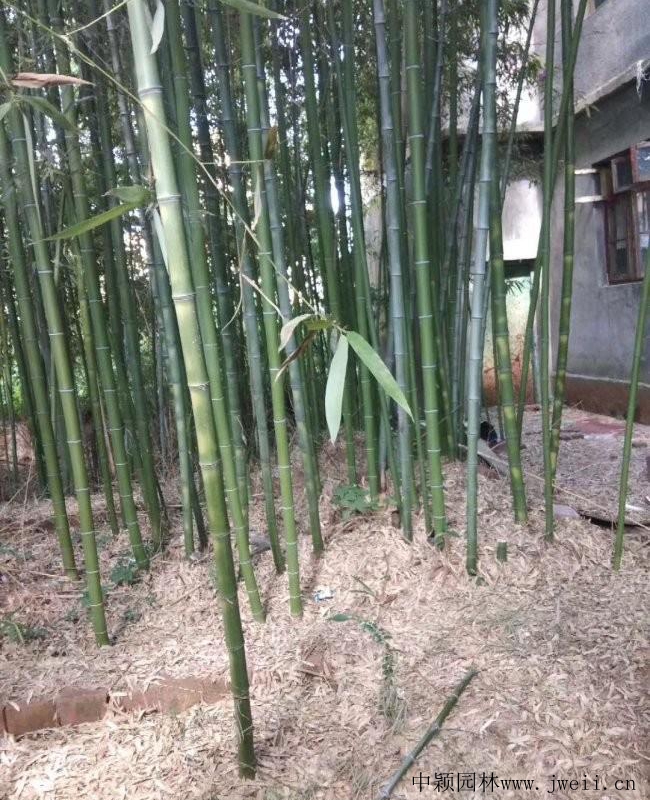 綠化竹4.jpg