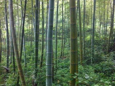 六七月份栽竹子能活嗎？
