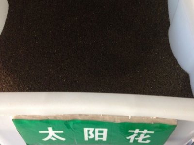 太陽花移植存活率高嗎？