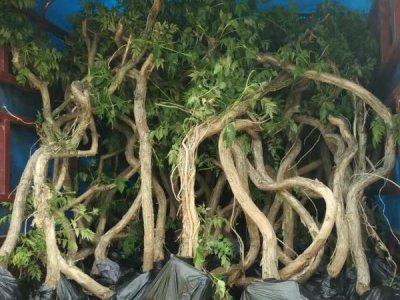 凌霄花秋天可以移植嗎？