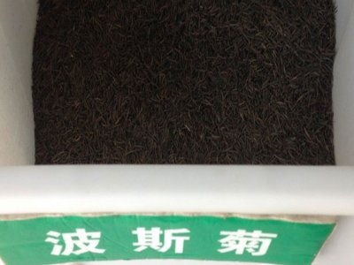 波斯菊需要打頂嗎？