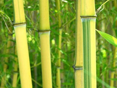 金鑲玉竹子北方能種嗎？