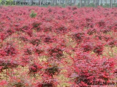 紅楓夏天可以移栽嗎？