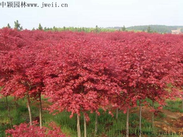 1649830806273256.jpg 紅楓9.jpg