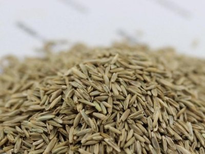黑麥草能喂懷孕母豬嗎？
