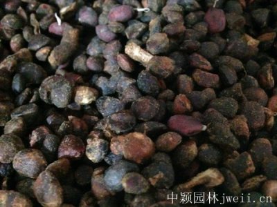 玉蘭花東北可以種植嗎？