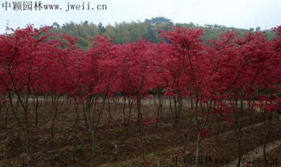 日本紅楓北方能種植嗎？