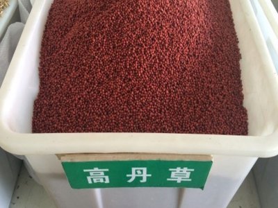 現在可以種植高丹草嗎？