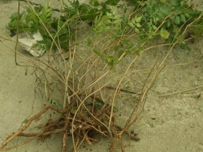 凌霄花第一年開花嗎？