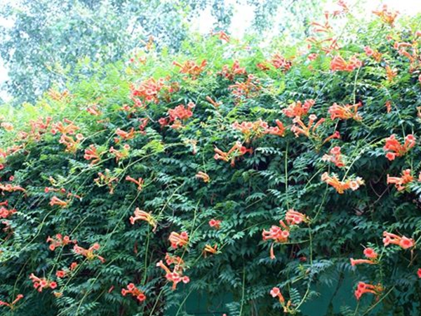 1649835061610004.jpg 凌霄花5.jpg