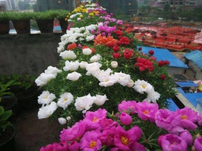 6月可以種大賓菊嗎？