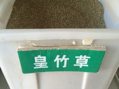 皇竹草能在湖北過冬嗎