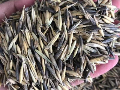 鹽堿地可以種植燕麥嗎？