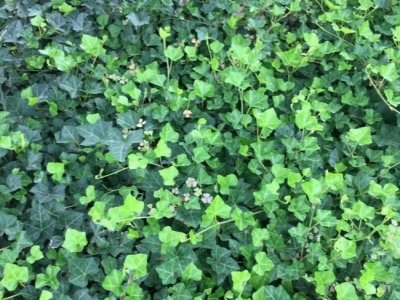 常青藤爬山虎是一個嗎？