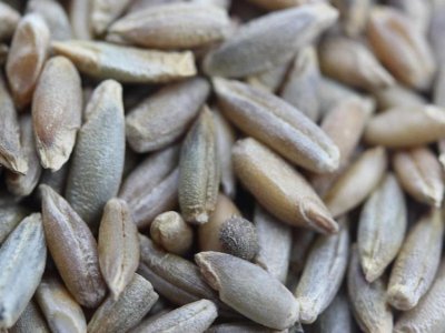 黑麥草結種子會死嗎？