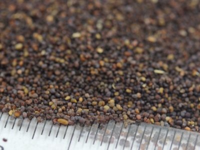 虞美人開完花就死了嗎？