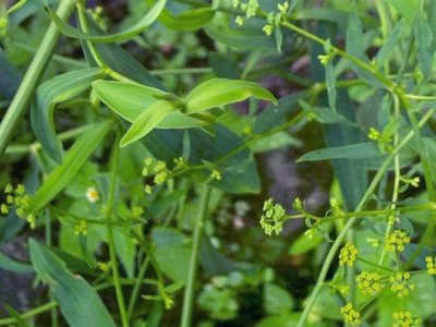 柴胡夏季可以種植嗎？
