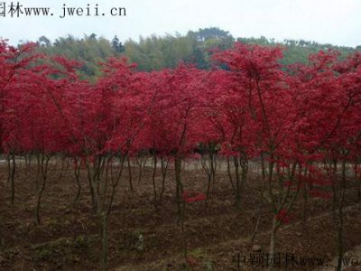 日本楓樹在廣東能種嗎？
