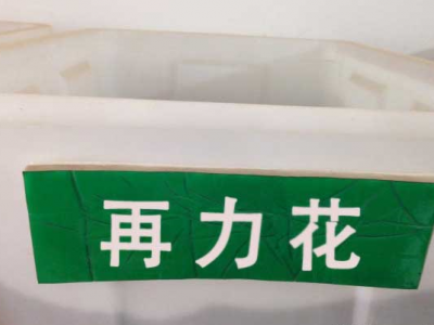 再力花新鮮種子能種嗎？
