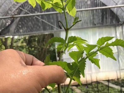 凌霄花種在大門口好嗎？